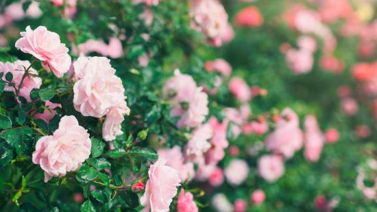 Bienenfreundliche und trockenheitsresistente Rosen für deinen Naturgarten